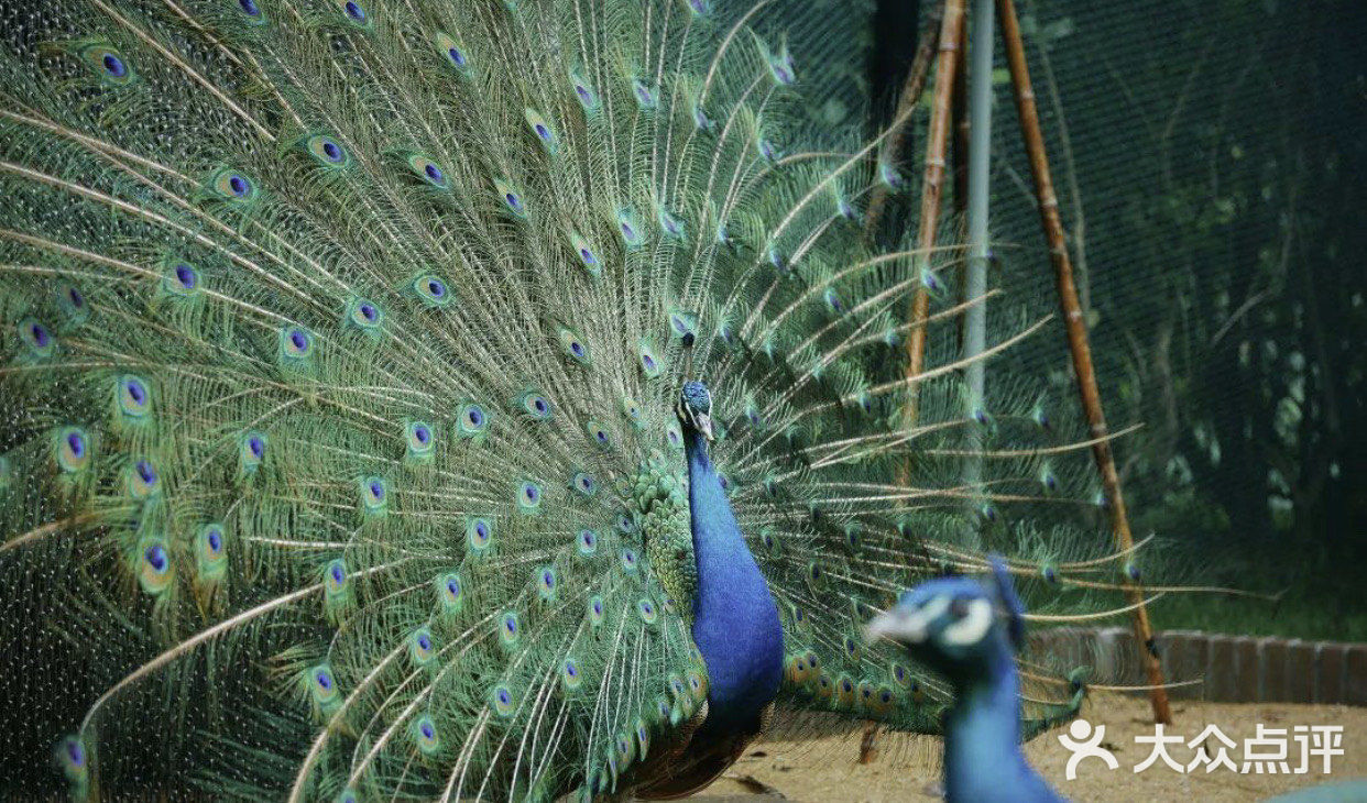 魔都春游打卡必来——亚马逊公园萌宠乐园