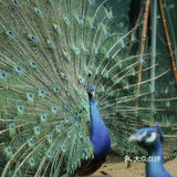 魔都春游打卡必来——亚马逊公园萌宠乐园