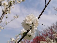 -苏州上方山国家森林公园