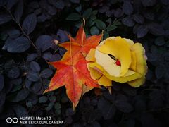 -新虹桥中心花园