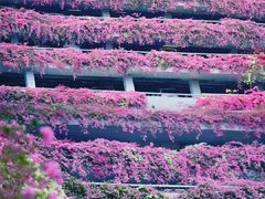 -深圳仙湖植物园