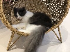 -飞行喵MR PILOT|猫舍·猫咖(静安大融城店)