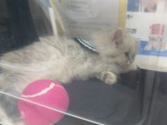 -瑞鹏宠物医院·普外科·影像科·皮肤科(城市山谷分院)