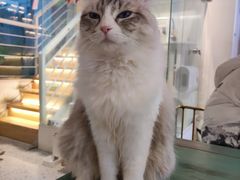 -喵喵咪呀布偶猫咖(春熙路店)