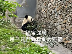 -卧龙中华大熊猫苑神树坪基地