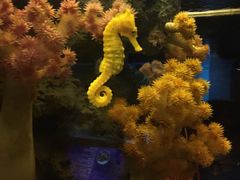 -暹罗海洋世界