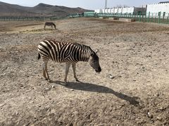 -新疆天山野生动物园
