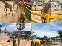 -西霞口神雕山野生动物世界
