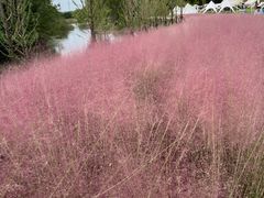 -梁鸿国家湿地公园