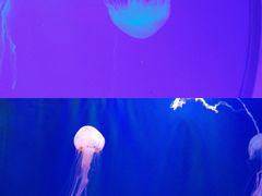 -多彩贵州城极地海洋世界