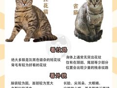 -翊宠yipet猫狗购宠庄园犬舍•猫舍