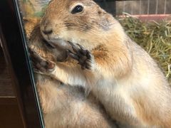 -藦茜花园宠物主题亲子互动体验馆(国顺东路店)