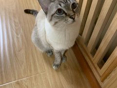 -猫和宫(六道口店)
