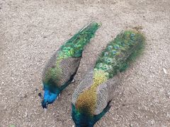 -长白岛森林公园