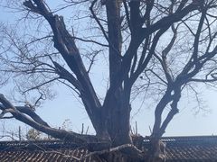 -苏州文庙(姑苏区)