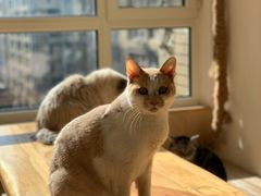 -鼓捣猫呢主题猫咖店