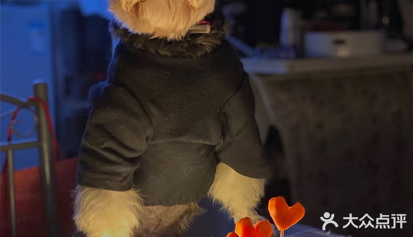 给自己的宠宝过个生日吧 我家的狗主子是个雪纳瑞