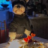 给自己的宠宝过个生日吧 我家的狗主子是个雪纳瑞