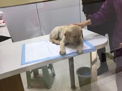 -惠康宠物医院(华能路店)