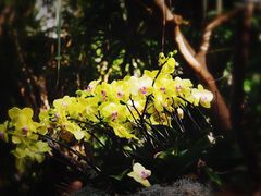 -上海辰山植物园