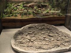 -辽宁古生物博物馆