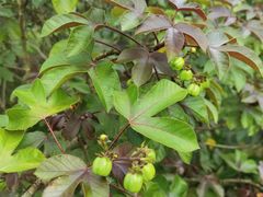 -广西壮族自治区药用植物园