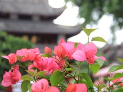 -成都市文殊院