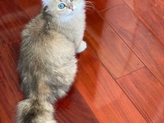 -猫大福·Fortune Cat猫舍(百子湾店)