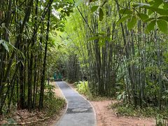 -深圳仙湖植物园
