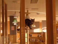 -CAT’S MEWSTAR CAFE·喵星球猫屋(晴湾咖啡店)