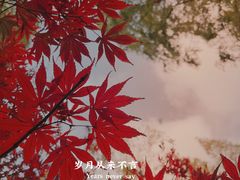 -东平国家森林公园
