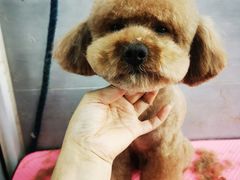 -宠福鑫康馨动物医院·骨科·眼科