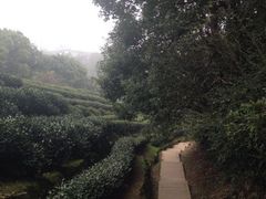 iphone_upload_pic-西湖风景区十里琅珰-五云山