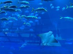 -迪拜水族馆及水下动物园