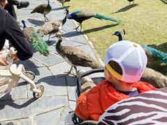 -上海野生动物园老虎餐厅