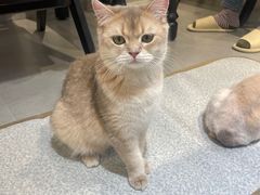 -琪喵猫屋·撸猫猫咖·猫舍