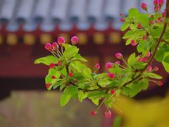 -海棠花溪(元大都城垣遗址公园)