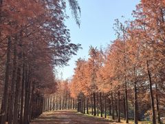 -上海海湾国家森林公园