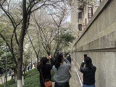 -武汉大学-樱园