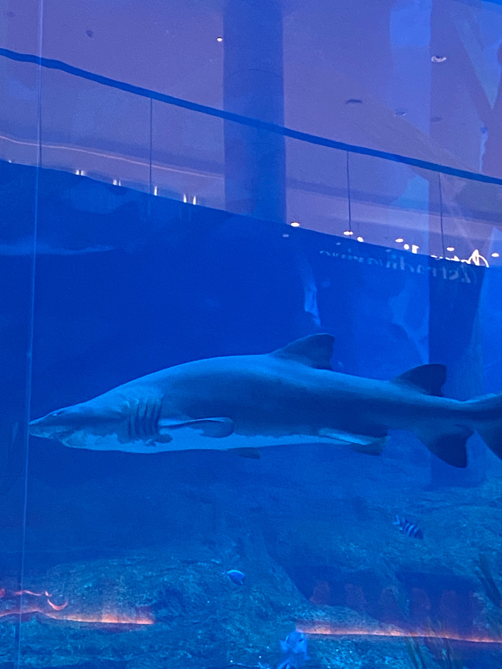 米加小镇水族馆图片