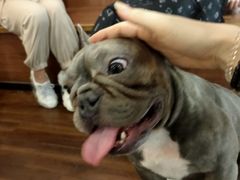 -柯斗斗主题餐厅·狗咖·围炉煮茶·茶饮(国瑞升平里店)