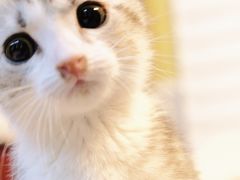 -欣宠猫屋·矮脚拿破仑·蓝金金渐层