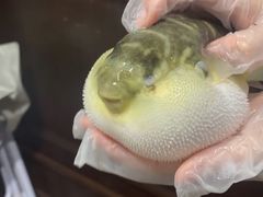 -肆月河豚·新淮扬(金融街店)