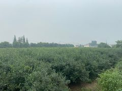 -金谷域澳洲庄园