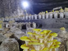 -仙蘑洞