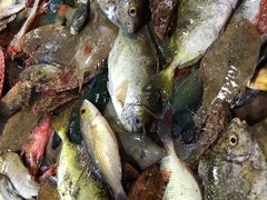 -鸿港海鲜批发市场