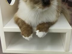 -极木²邸 人与宠物·互动社区