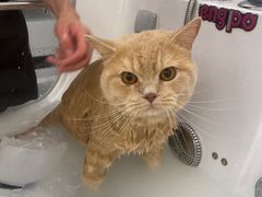 -comecome来吧宠物(奥克斯中心店)