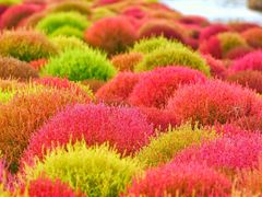 -花开海上生态园
