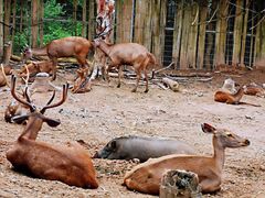 -清迈夜间动物园